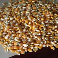 Yellow Corn or Maize